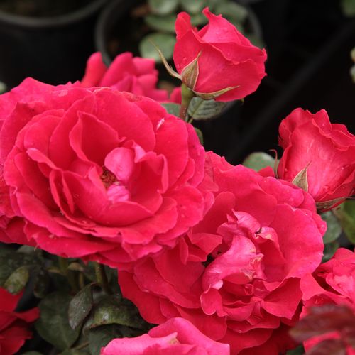 Shop - Rosa Burning Love® - rot - floribunda-grandiflora rosen  - diskret duftend - Mathias Tantau, Jr. - Ihre kelchförmigen Blüten blühen vom Frühling bis zum Herbst in kleinen Gruppen.